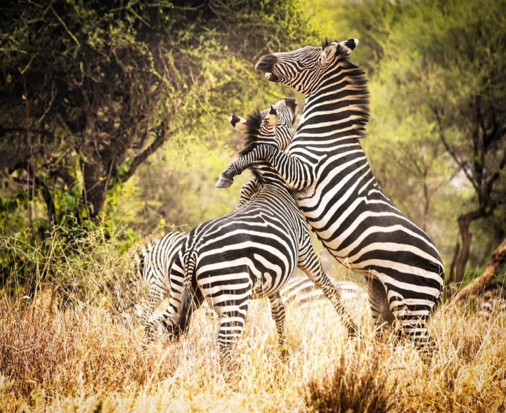 Tanzania Safari Planning Guide: Everything You Need to Know
