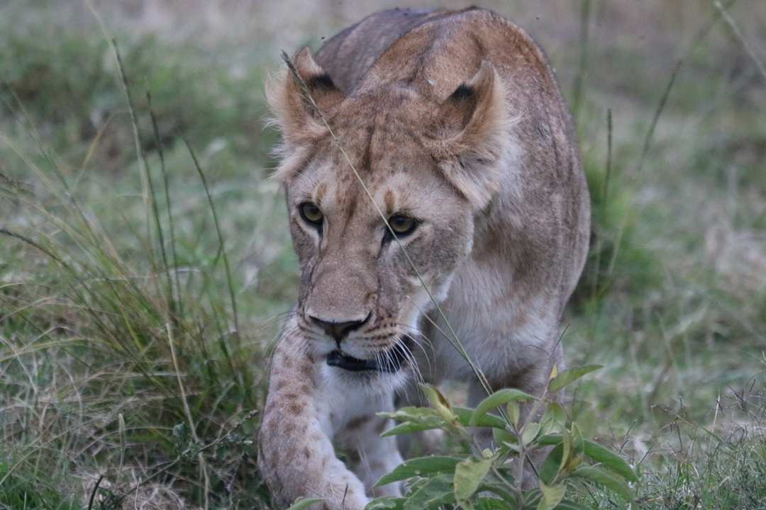 2-Day Ngorongoro Crater Safari