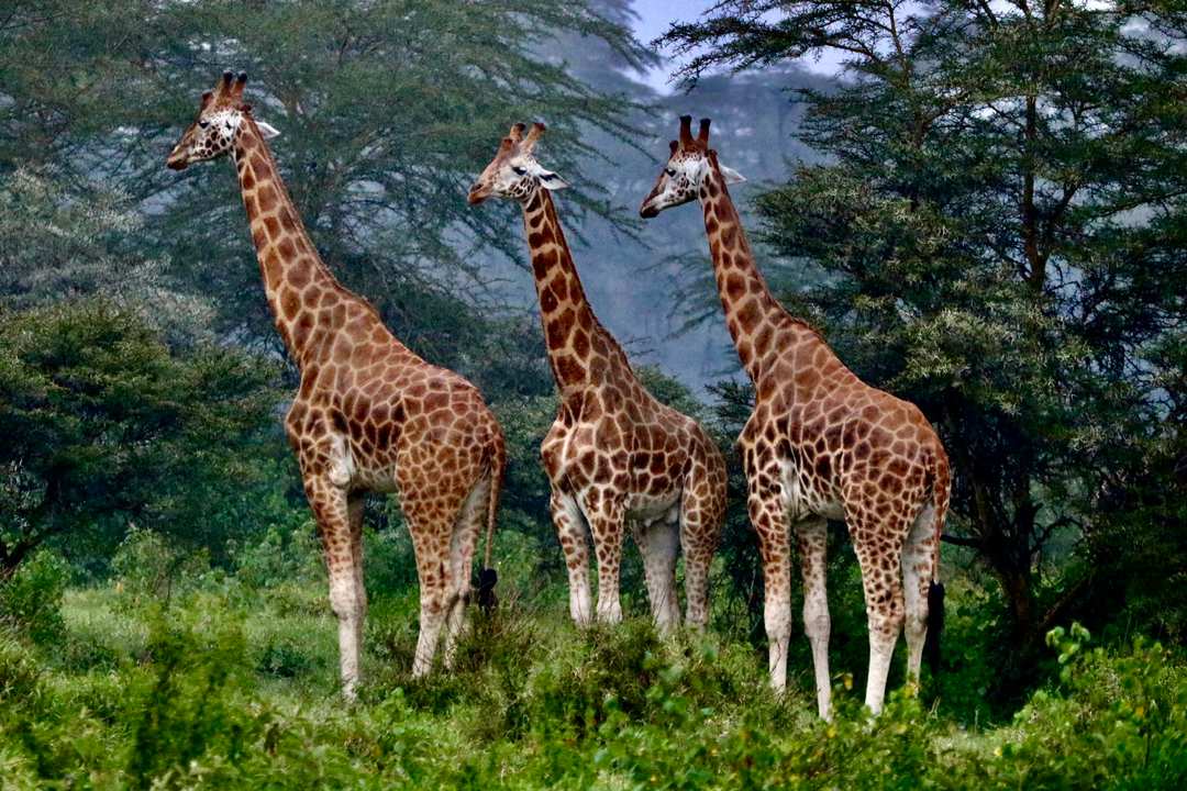 10-Day Tanzania Cultural & Wildlife Safari – Materuni Village, Hadzabe Tribe, Maasai, Serengeti & Ngorongoro